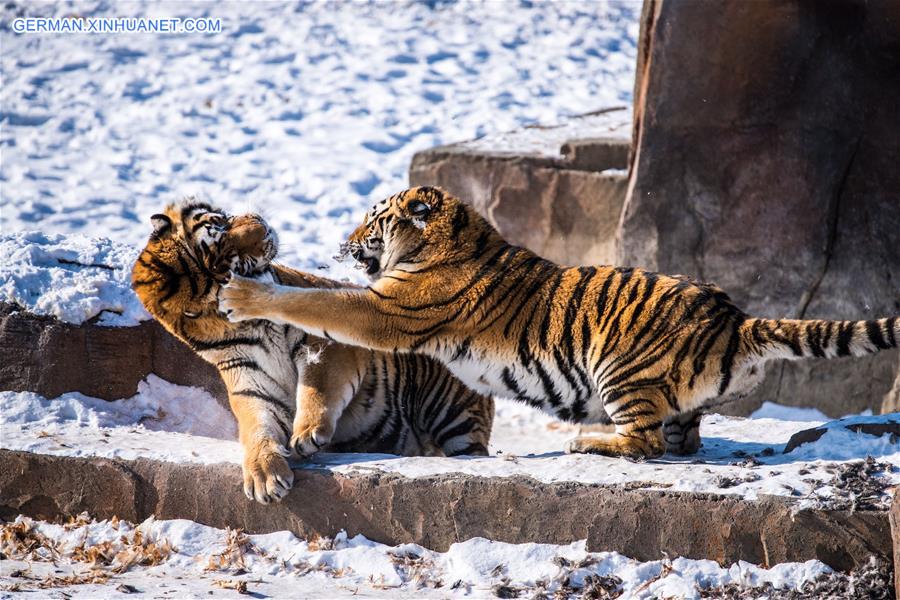Xinhua Headlines: China to restore Siberian tiger population from captive-bred stock