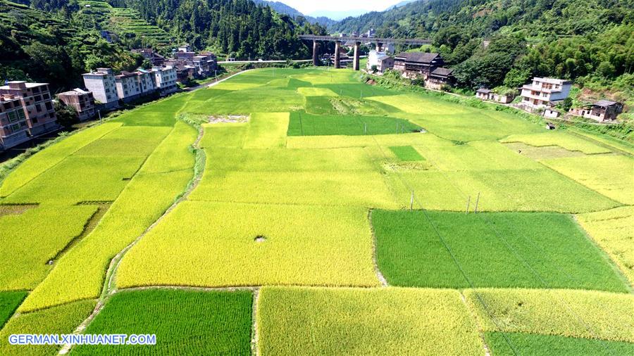 #CHINA-GUANGXI-SANJIANG-SYMBIOTIC SYSTEM AGRICULTURE-HARVEST (CN)