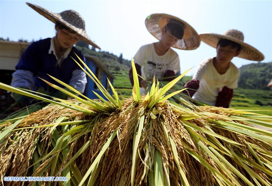 #CHINA-GUANGXI-SANJIANG-SYMBIOTIC SYSTEM AGRICULTURE-HARVEST (CN)
