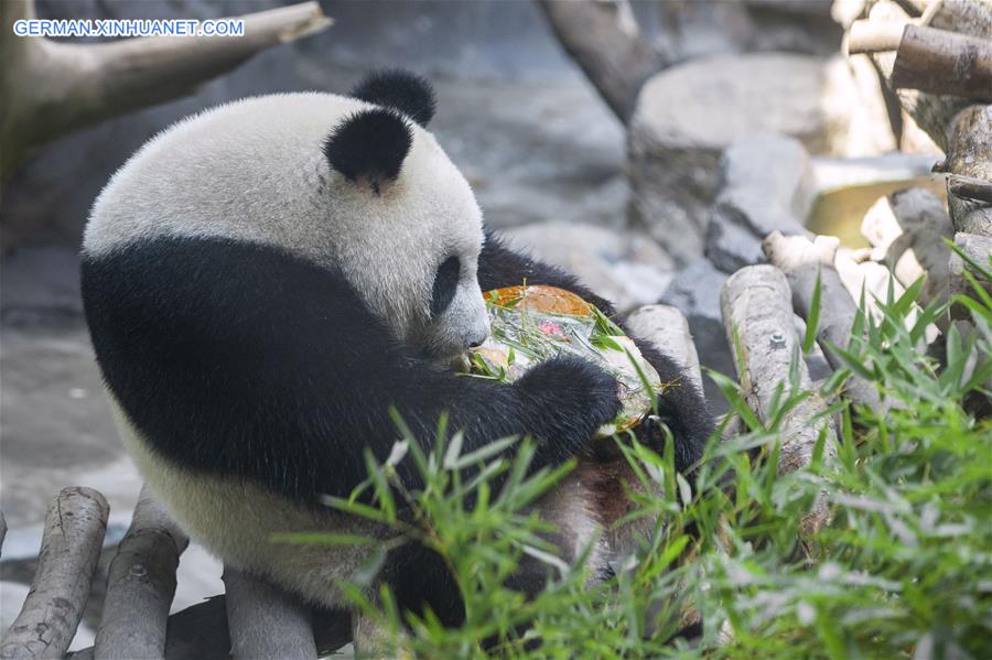 #CHINA-NANJING-GIANT PANDA TWINS-BIRTHDAY (CN)
