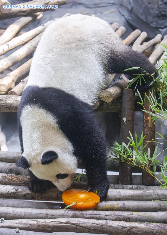 #CHINA-NANJING-GIANT PANDA TWINS-BIRTHDAY (CN)