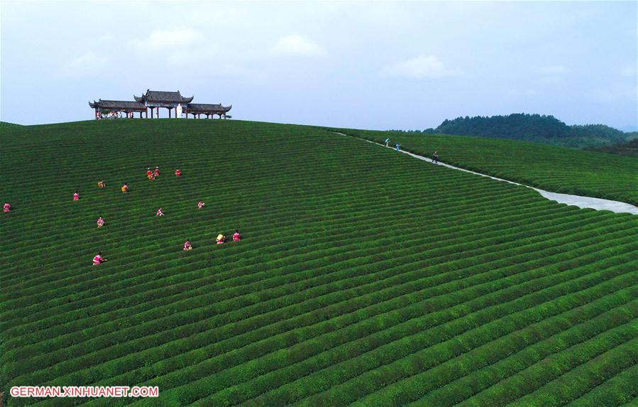 #CHINA-GUIZHOU-TEA PLANTATION-SCENERY (CN)