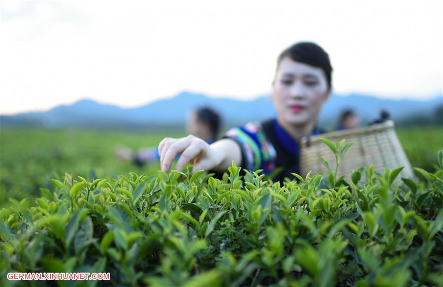 #CHINA-GUIZHOU-TEA PLANTATION-SCENERY (CN)