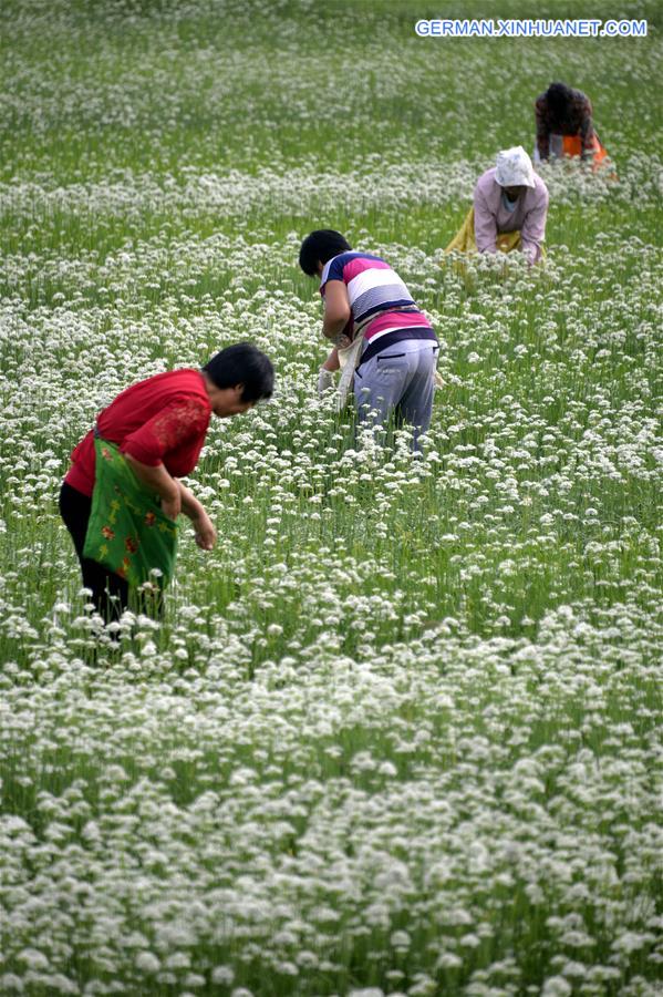 #CHINA-SHANDONG-GARLIC CHIVES FLOWERS-HARVEST (CN)