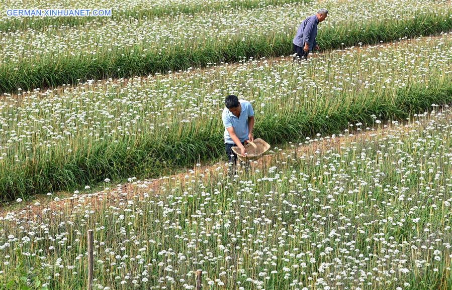 #CHINA-AUTUMN-FARM WORK (CN)