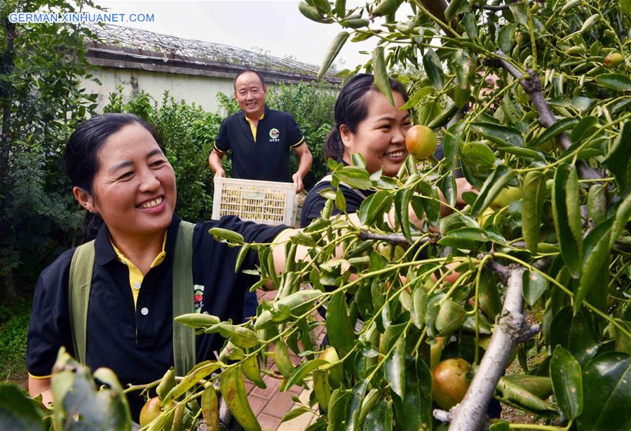 CHINA-AGRICULTURE-HARVEST (CN)