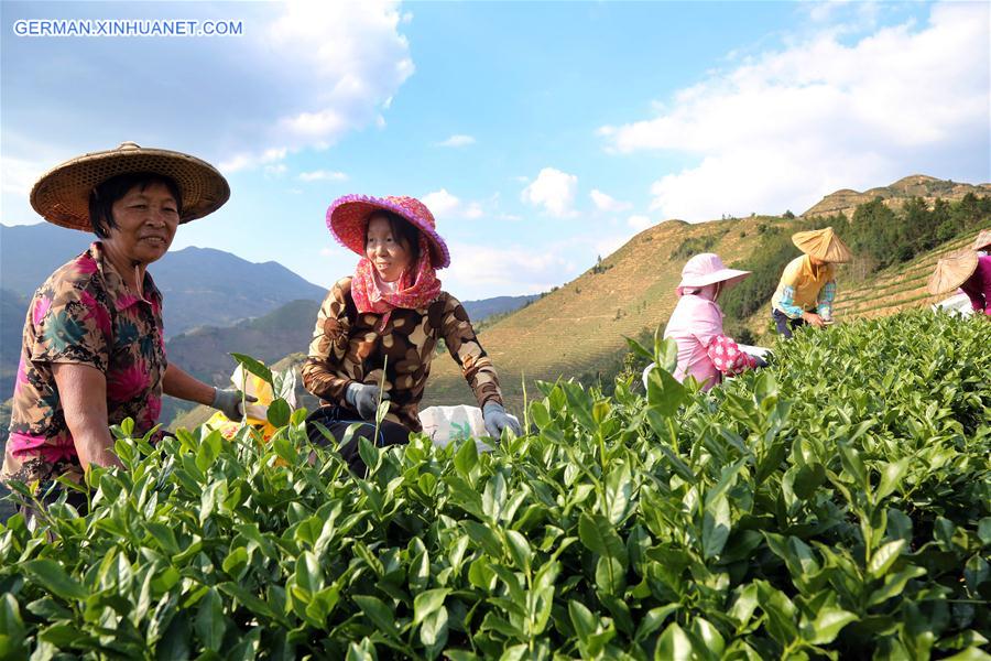 #CHINA-FUJIAN-AUTUMN TEA-HARVEST (CN) 