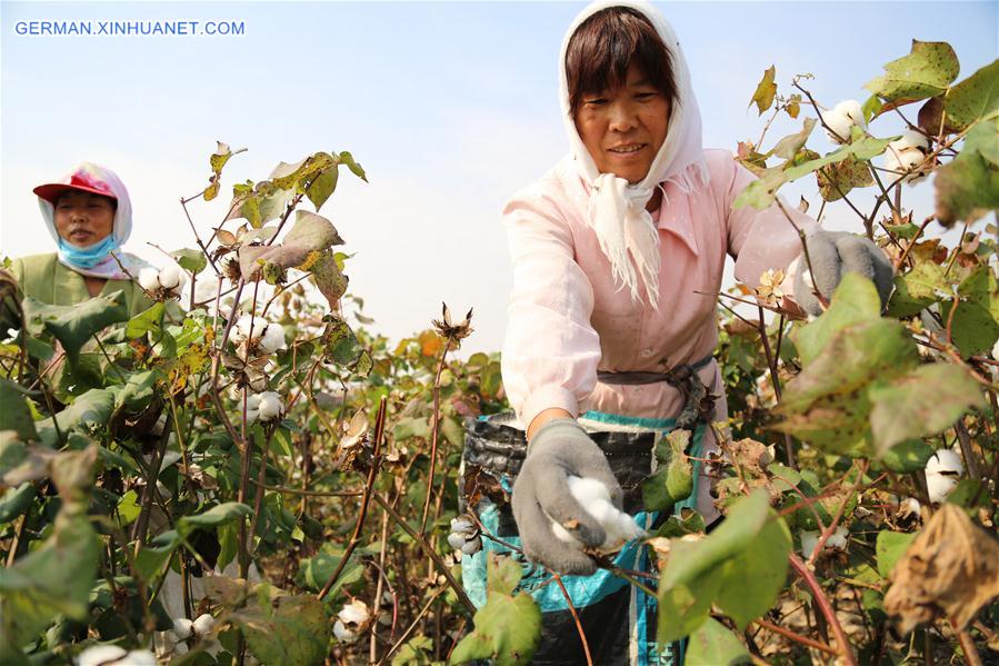 #CHINA-AGRICULTURE-HARVEST (CN)