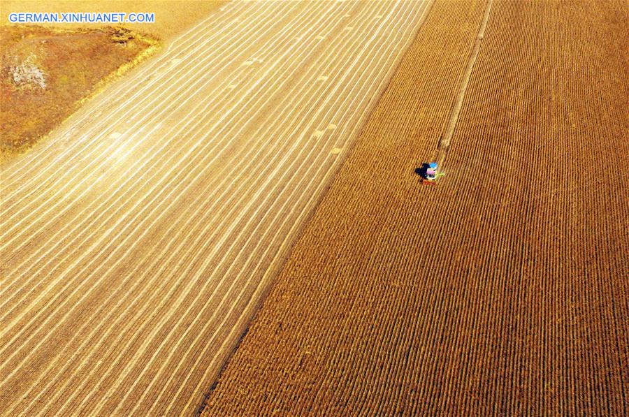 #CHINA-AGRICULTURE-HARVEST (CN)