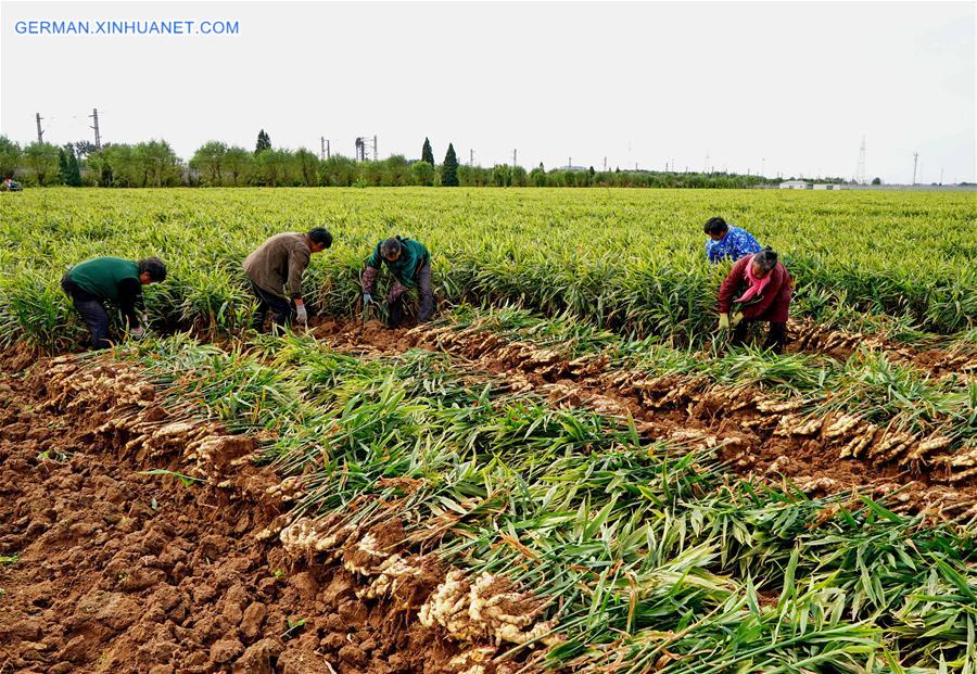 CHINA-HEBEI-AGRICULTURE-GINGER (CN)