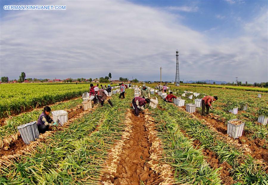 CHINA-HEBEI-AGRICULTURE-GINGER (CN)