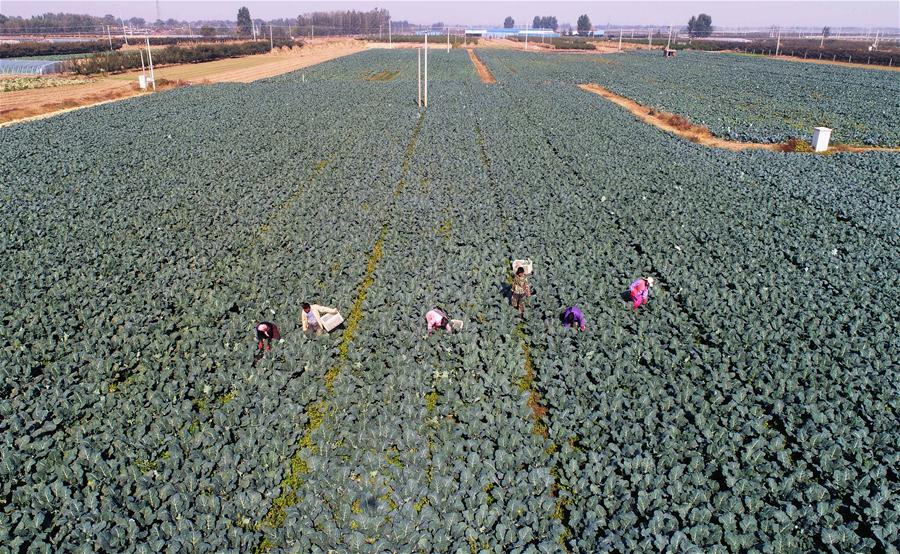 CHINA-HEBEI-AGRICULTURE-DEVELOPMENT (CN)