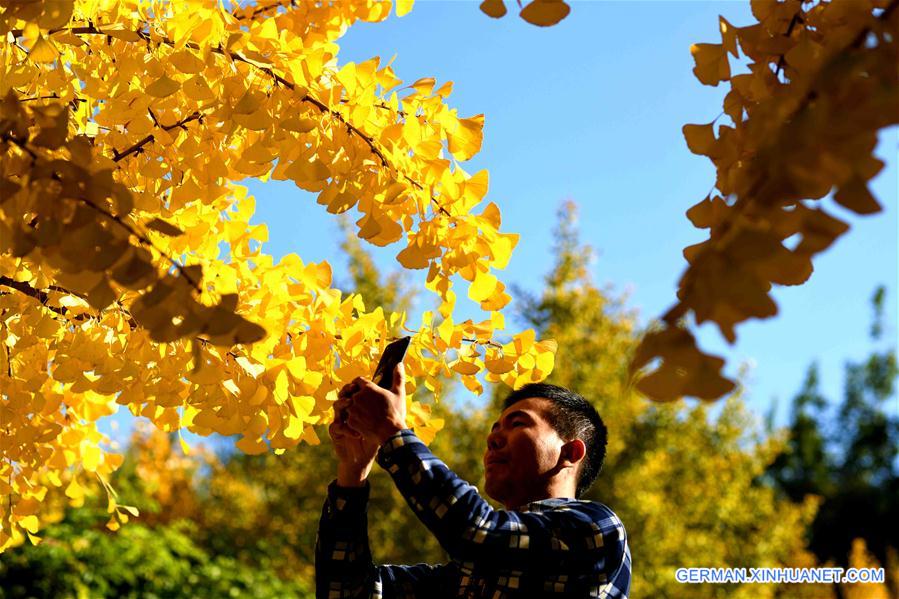#CHINA-HEBEI-AUTUMN-LEAVES (CN)