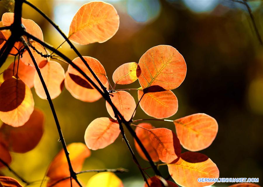 #CHINA-HEBEI-AUTUMN-LEAVES (CN)