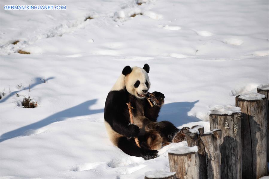 CHINA-HEILONGJIANG-GIANT PANDAS (CN) 