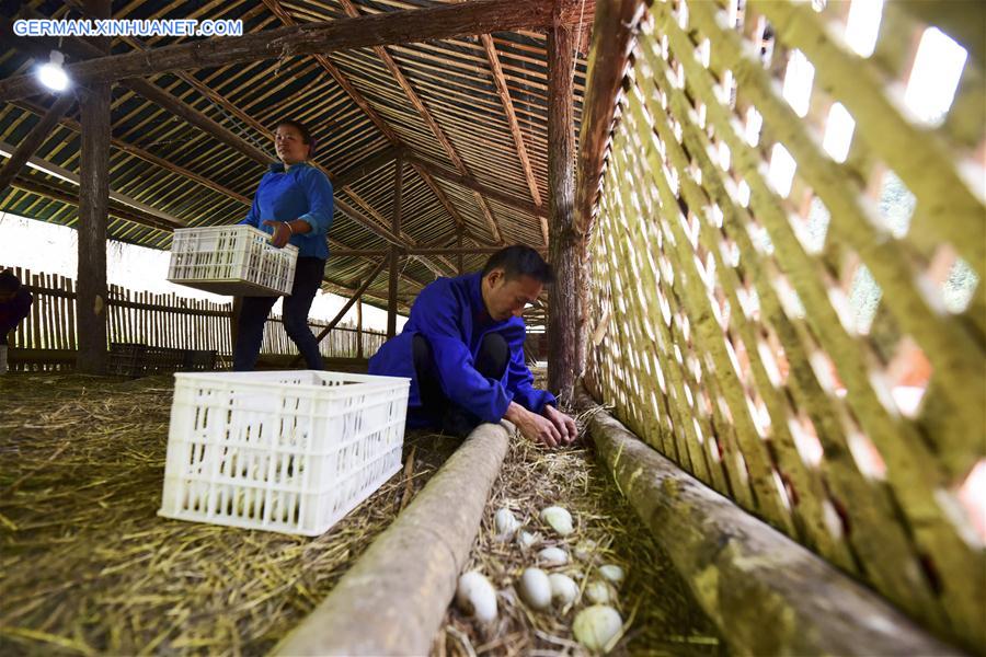 #CHINA-GUIZHOU-POVERTY ALLEVIATION-DUCK FARMING (CN)