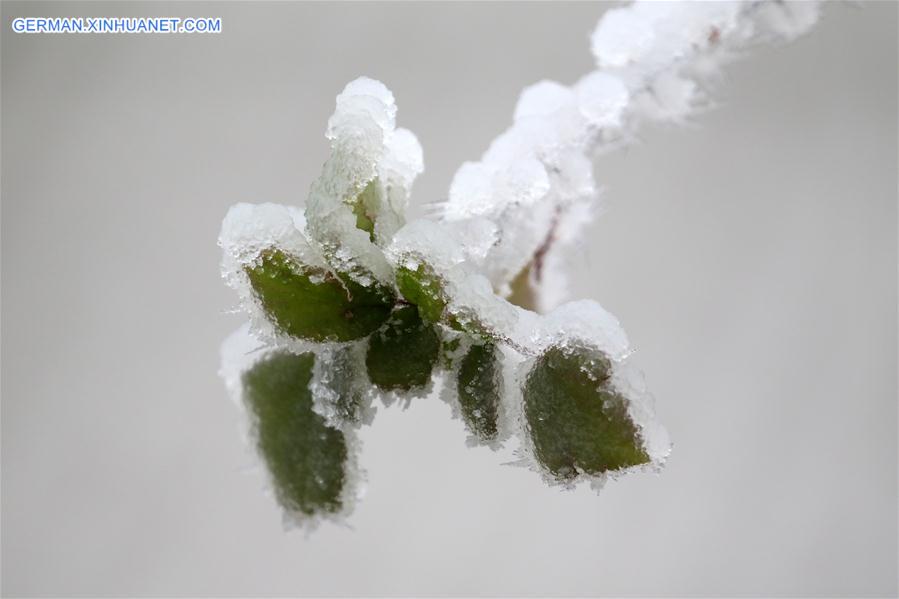 #CHINA-HUNAN-XIANGXI-SNOW-PLANTS (CN)