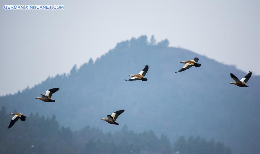 #CHINA-JIANGXI-POYANG LAKE-MIGRANT BIRDS (CN) 