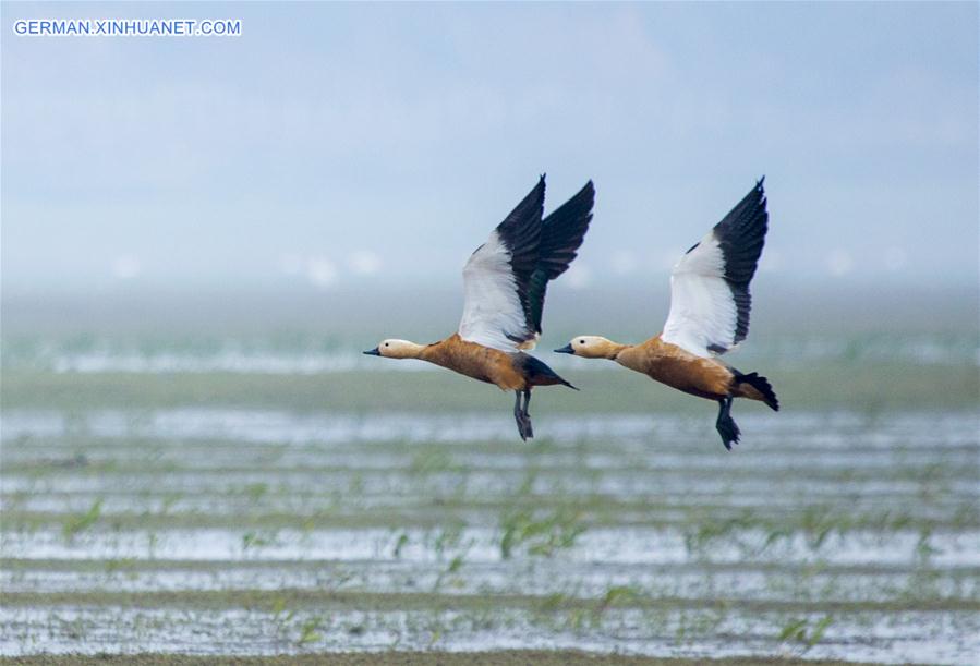 #CHINA-JIANGXI-POYANG LAKE-MIGRANT BIRDS (CN) 