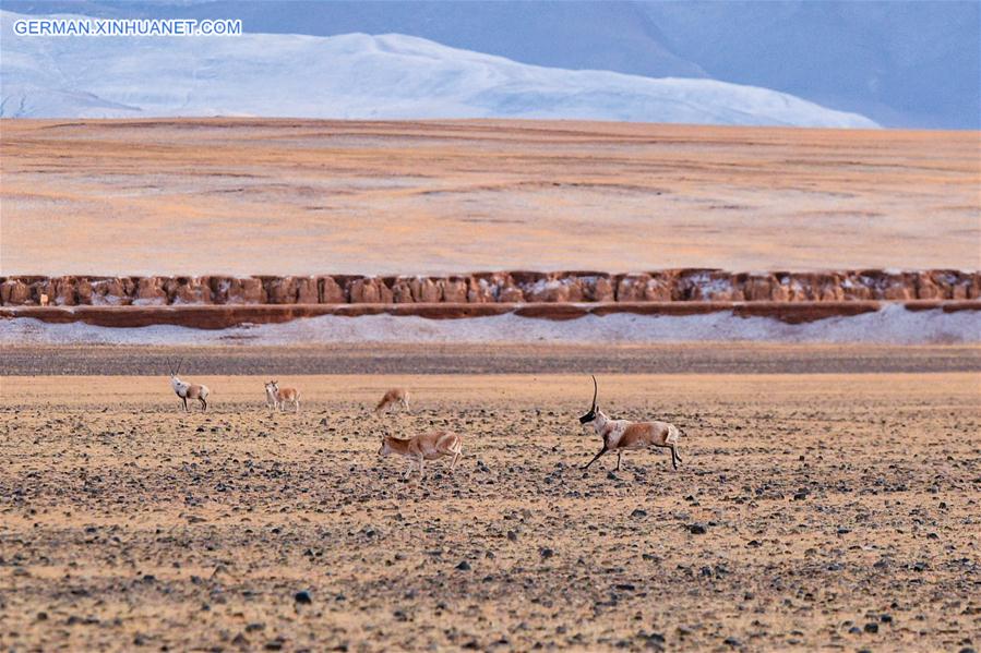 (InTibet)CHINA-WILDLIFE-TIBETAN ANTELOPE-HABITAT (CN)