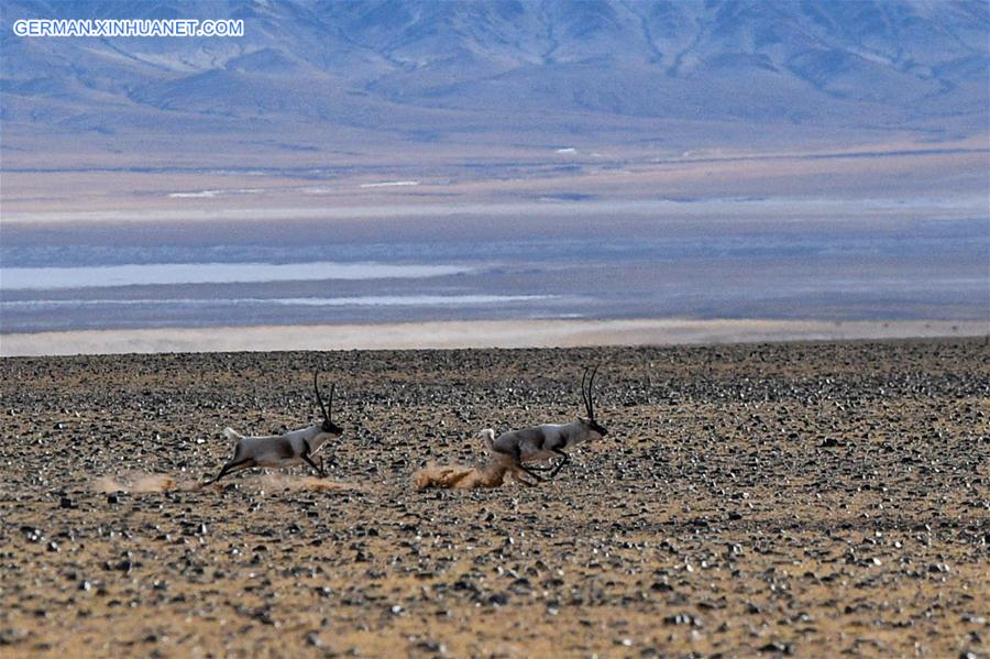 (InTibet)CHINA-WILDLIFE-TIBETAN ANTELOPE-HABITAT (CN)