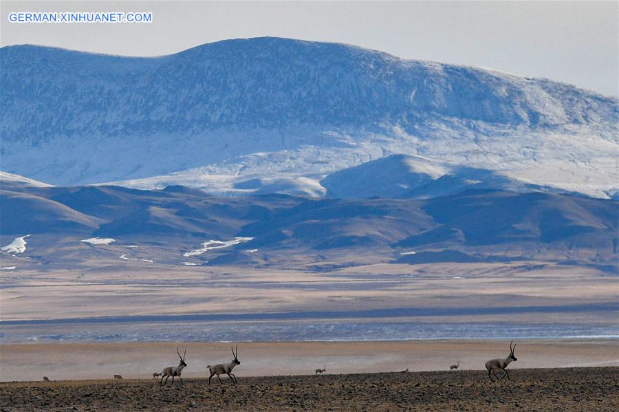 (InTibet)CHINA-WILDLIFE-TIBETAN ANTELOPE-HABITAT (CN)