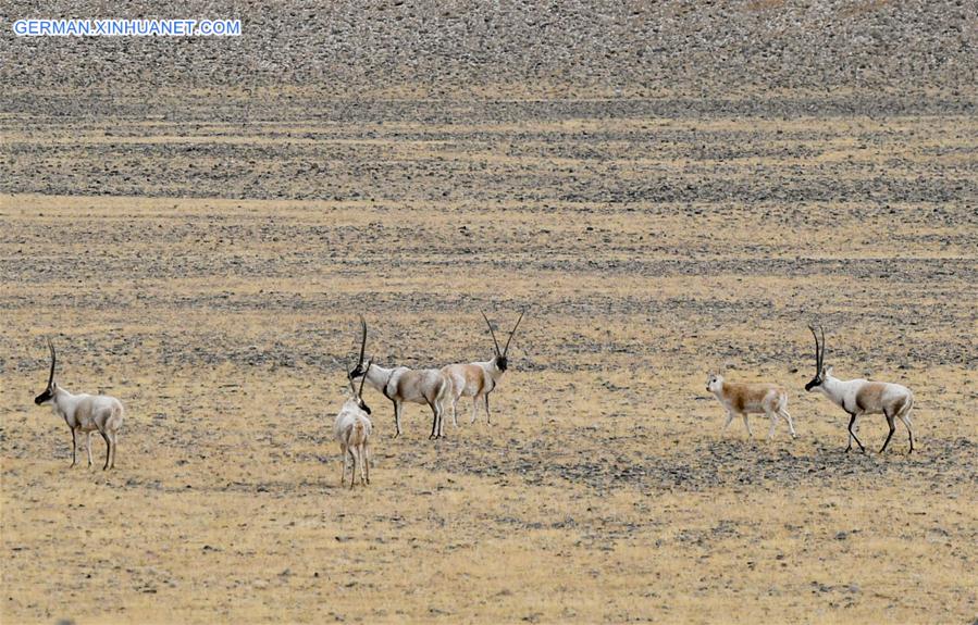 (InTibet)CHINA-WILDLIFE-TIBETAN ANTELOPE-HABITAT (CN)