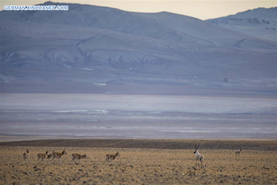 (InTibet)CHINA-WILDLIFE-TIBETAN ANTELOPE-HABITAT (CN)