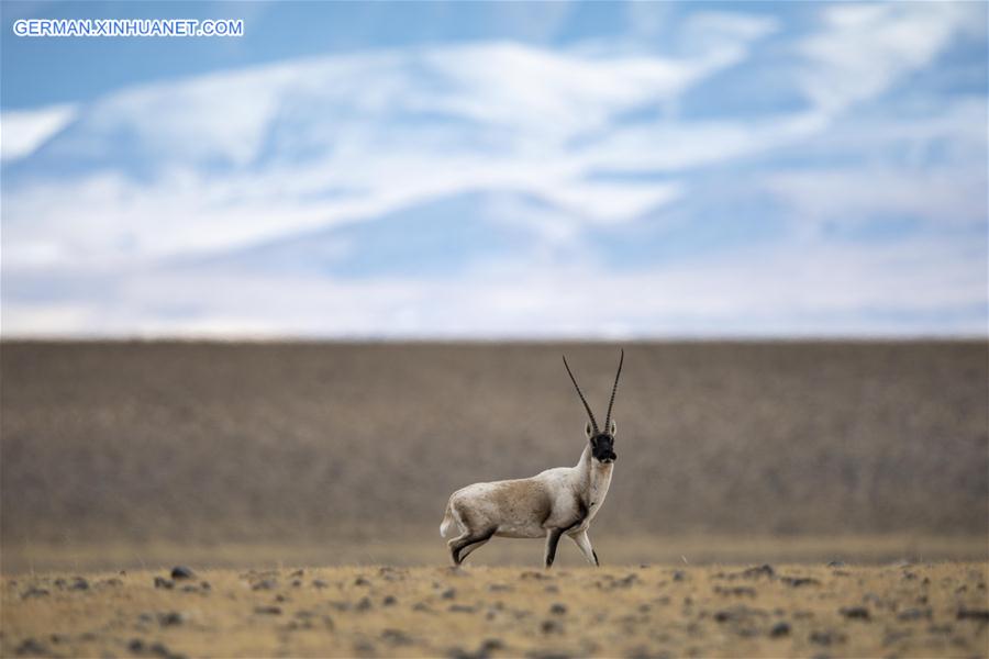 (InTibet)CHINA-WILDLIFE-TIBETAN ANTELOPE-HABITAT (CN)