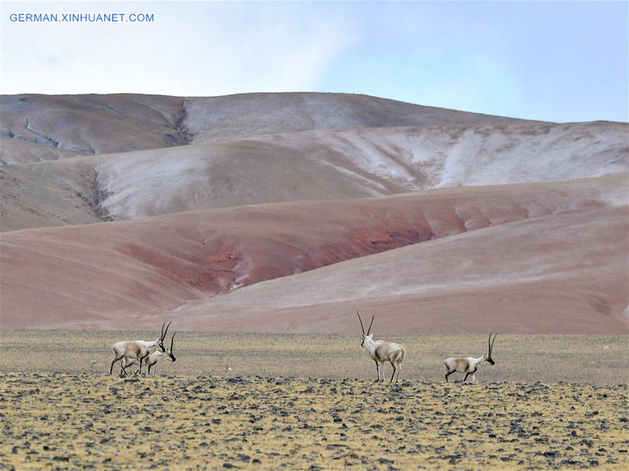 (InTibet)CHINA-WILDLIFE-TIBETAN ANTELOPE-HABITAT (CN)