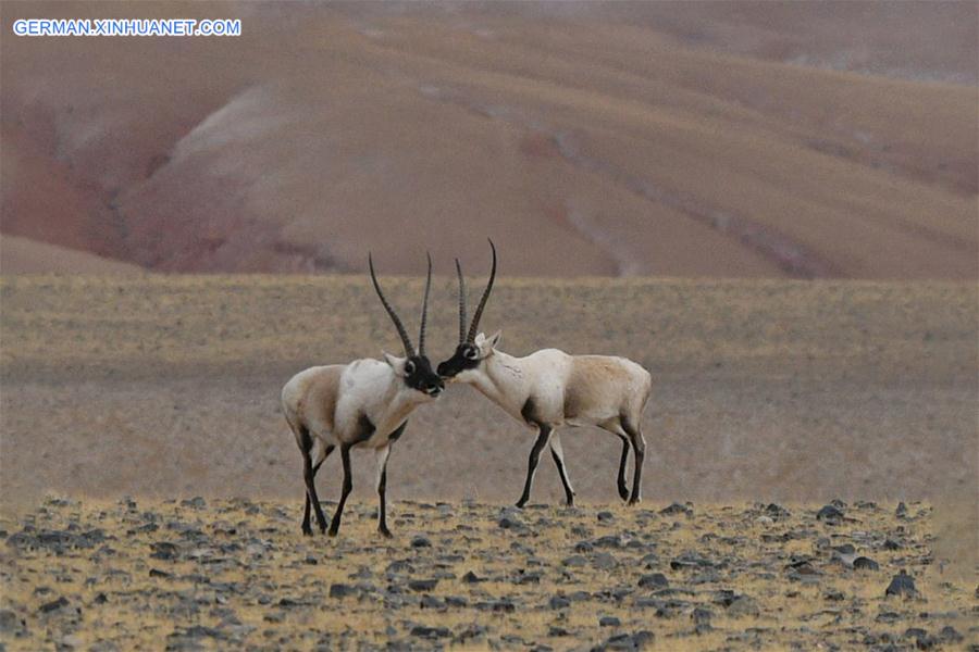 (InTibet)CHINA-WILDLIFE-TIBETAN ANTELOPE-HABITAT (CN)