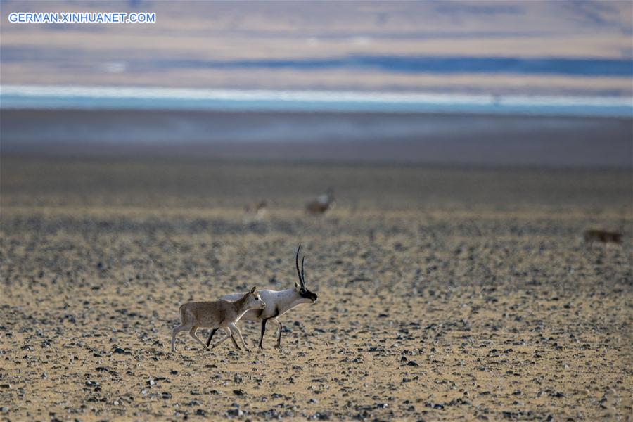 (InTibet)CHINA-WILDLIFE-TIBETAN ANTELOPE-HABITAT (CN)