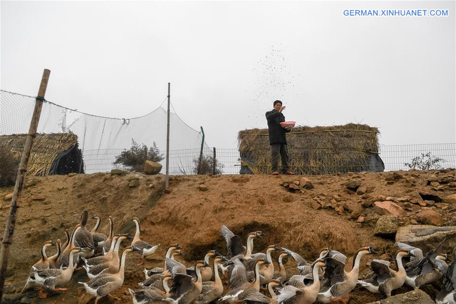 CHINA-ANHUI-MIGRANT BIRD-PROTECTOR (CN)