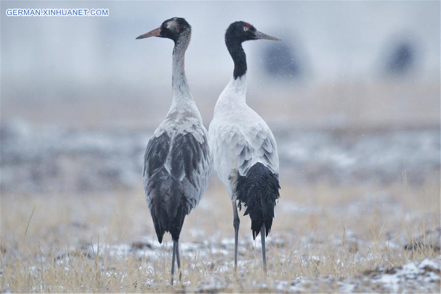 (InTibet)CHINA-ENDANGERED SPECIES-BLACK-NECKED CRANE (CN)