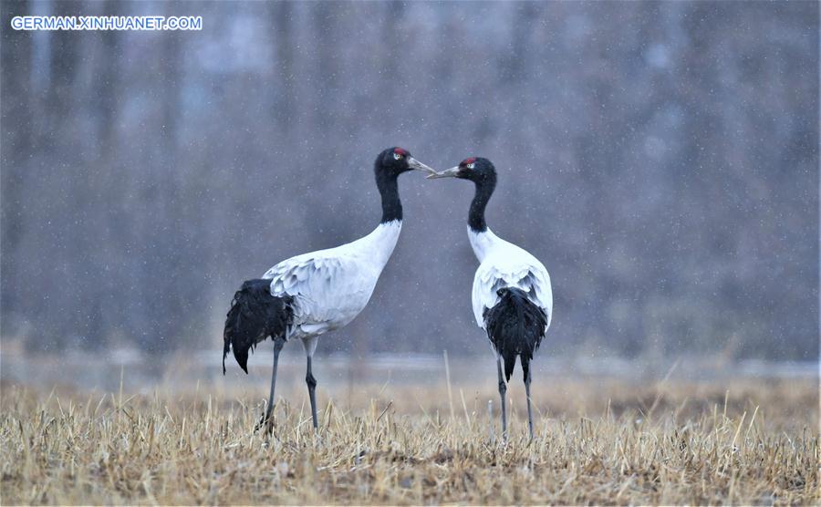 (InTibet)CHINA-ENDANGERED SPECIES-BLACK-NECKED CRANE (CN)