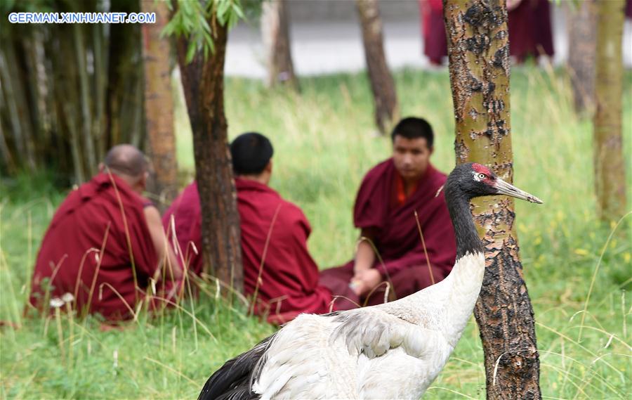 (InTibet)CHINA-ENDANGERED SPECIES-BLACK-NECKED CRANE (CN)