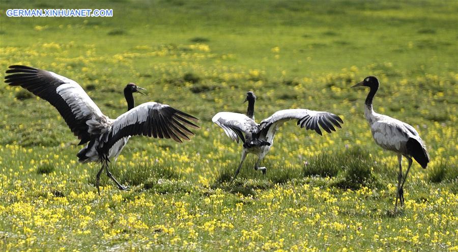 (InTibet)CHINA-ENDANGERED SPECIES-BLACK-NECKED CRANE (CN)