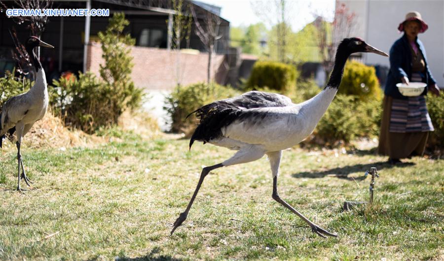 (InTibet)CHINA-ENDANGERED SPECIES-BLACK-NECKED CRANE (CN)