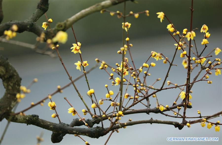 #CHINA-WINTER-PLUM BLOSSOM (CN)