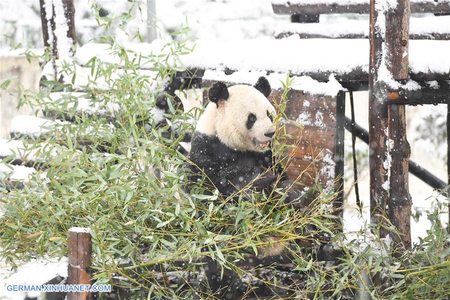 CHINA-ANHUI-SNOW-GIANT PANDA (CN)