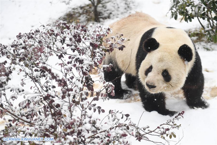 CHINA-ANHUI-SNOW-GIANT PANDA (CN)