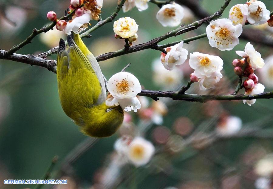 #CHINA-GUIZHOU-GUIYANG-NATURE-BIRD (CN)