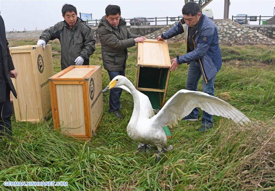 CHINA-JIANGXI-MIGRANT BIRDS-RELEASE (CN)