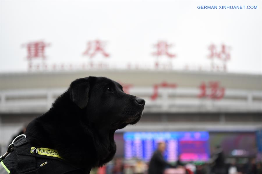 CHINA-CHONGQING-SPRING FESTIVAL-POLICE DOG (CN)