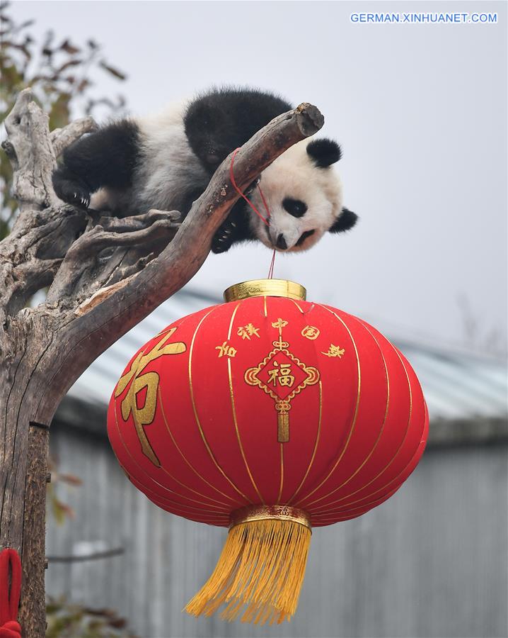 CHINA-SICHUAN-GIANT PANDA-SPRING FESTIVAL (CN)