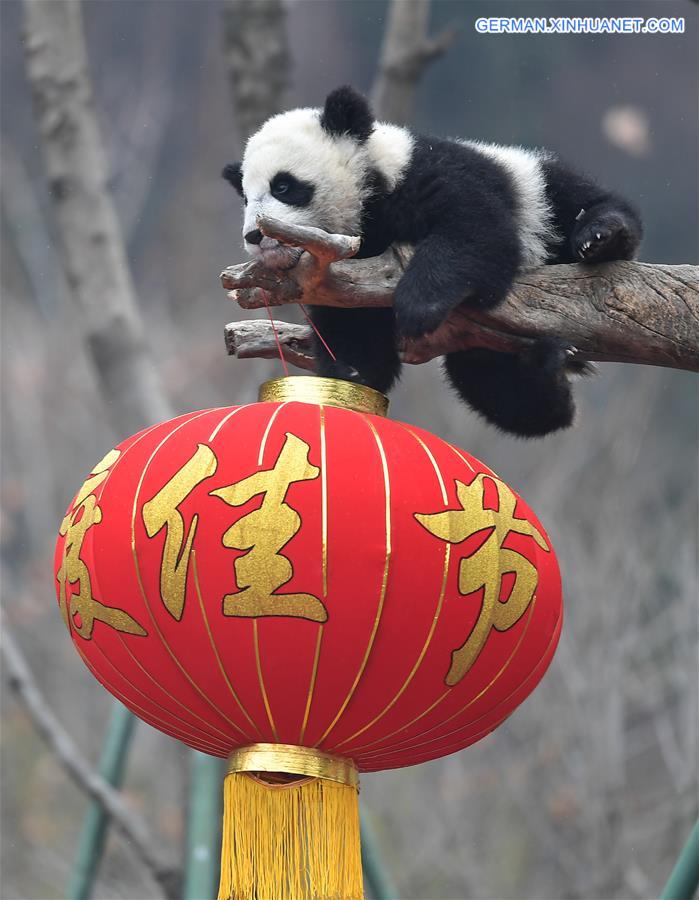 CHINA-SICHUAN-GIANT PANDA-SPRING FESTIVAL (CN)