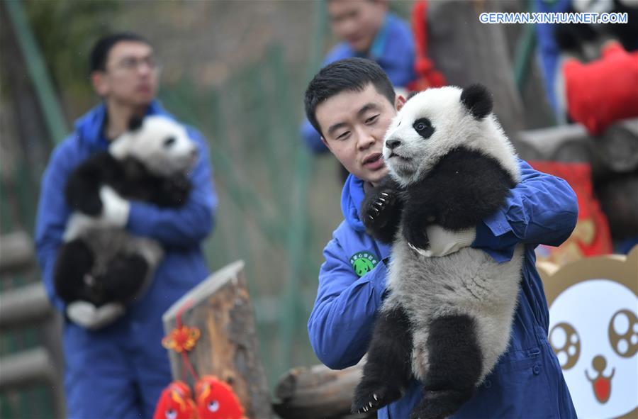 CHINA-SICHUAN-GIANT PANDA-SPRING FESTIVAL (CN)