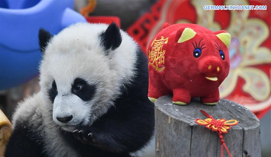 CHINA-SICHUAN-GIANT PANDA-SPRING FESTIVAL (CN)