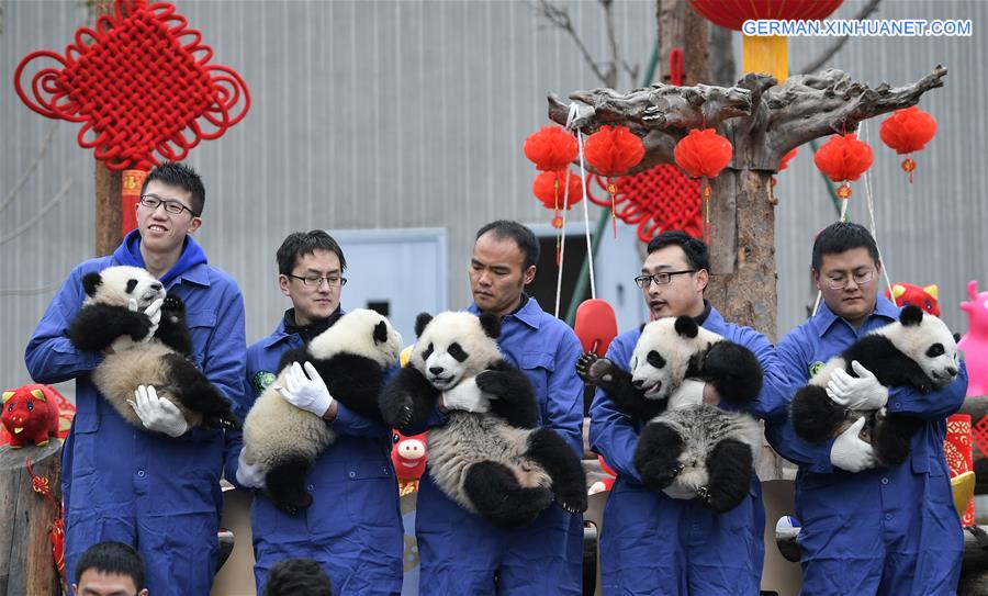 CHINA-SICHUAN-GIANT PANDA-SPRING FESTIVAL (CN)