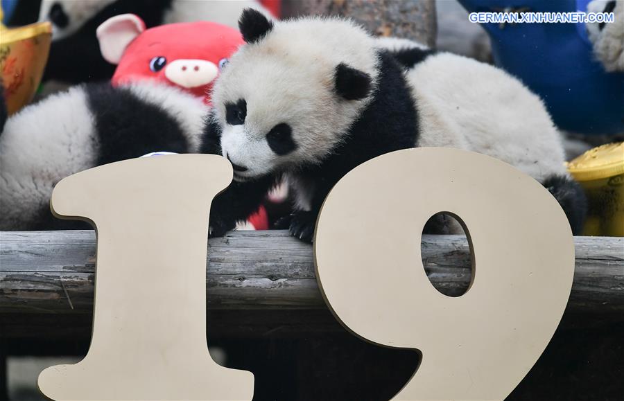 CHINA-SICHUAN-GIANT PANDA-SPRING FESTIVAL (CN)